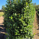 Prunus l. 'Novita' 225-250 cm draadkluit extra