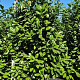 Prunus l. 'Novita' 225-250 cm draadkluit extra