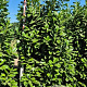 Prunus l. 'Novita' 225-250 cm draadkluit extra