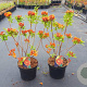 Rhododendron (AK) 'Knaphill Red' 40-50 cm 5,0L