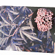 Sambucus nigra Black Lace 40-50 cm 3,0L potgekweekt