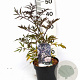 Sambucus nigra Black Lace 40-50 cm 3,0L potgekweekt