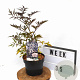 Sambucus nigra Black Lace 40-50 cm 3,0L potgekweekt