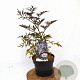 Sambucus nigra Black Lace 40-50 cm 3,0L potgekweekt
