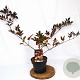 Sambucus nigra 'Thundercloud' 30-40 cm 3,0L potgekweekt