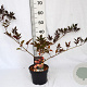 Sambucus nigra 'Thundercloud' 30-40 cm 3,0L potgekweekt