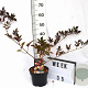 Sambucus nigra 'Thundercloud' 30-40 cm 3,0L potgekweekt