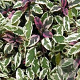 Salvia off. 'Tricolor' GM P9