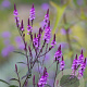 Verbena baileyana 'Purple Haze' GM P9