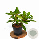 Viburnum davidii 30-40 cm 3,0L potgekweekt