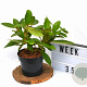 Viburnum davidii 30-40 cm 3,0L potgekweekt