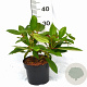 Viburnum davidii 30-40 cm 3,0L potgekweekt