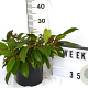 Viburnum davidii 40-50 cm 5,0L potgekweekt