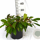 Viburnum davidii 40-50 cm 5,0L potgekweekt