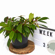Viburnum davidii 40-50 cm 5,0L potgekweekt