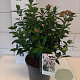 Viburnum tin. 'Eve Price' 30-35 cm 5,0L