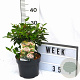 Viburnum tin. 'Eve Price' 30-40 cm 3,0L potgekweekt