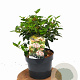 Viburnum tin. 'Eve Price' 30-40 cm 3,0L potgekweekt