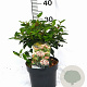 Viburnum tin. 'Eve Price' 30-40 cm 3,0L potgekweekt