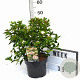 Viburnum tin. 'Eve Price' 40-50 cm 5,0L potgekweekt