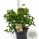 Viburnum tin. 'Eve Price' 40-50 cm 5,0L potgekweekt
