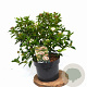 Viburnum tin. 'Eve Price' 40-50 cm 5,0L potgekweekt