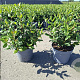 Viburnum tin. 'Gwenllian' 30-35 cm 5,0L
