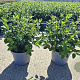 Viburnum tinus 30-35 cm 5,0L