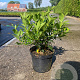 Viburnum tinus 30-40 cm 3,0L