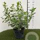 Viburnum tinus 30-40 cm 3,0L