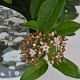 Viburnum tinus 30-40 cm 3,0L potgekweekt