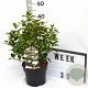 Viburnum tinus 30-40 cm 3,0L potgekweekt