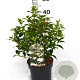 Viburnum tinus 30-40 cm 3,0L potgekweekt
