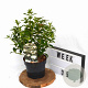 Viburnum tinus 30-40 cm 3,0L potgekweekt