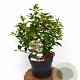 Viburnum tinus 30-40 cm 3,0L potgekweekt