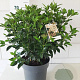 Viburnum tinus 40-50 cm 10L