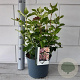 Viburnum tin. Lisarose 30-35 cm 5,0L