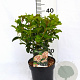 Viburnum tin. Lisarose 40-50 cm 3,0L potgekweekt