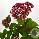 Viburnum tin. Lisarose 40-50 cm 3,0L potgekweekt