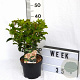 Viburnum tin. Lisarose 40-50 cm 3,0L potgekweekt