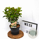 Viburnum tin. Lisarose 40-50 cm 3,0L potgekweekt