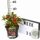 Weigela All Summer Red 30-40 cm 3,0L potgekweekt
