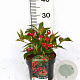 Weigela All Summer Red 30-40 cm 3,0L potgekweekt