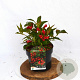 Weigela All Summer Red 30-40 cm 3,0L potgekweekt