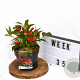 Weigela All Summer Red 30-40 cm 3,0L potgekweekt