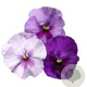 Viola Grootbloeming Lavendeltinten GM P9