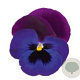 Viola Grootbloeming Neon paars GM P9