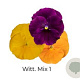 Viola Trio grootbloemig Witt mix 1 GM P13