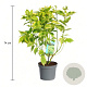 Cornus alba 'Gouchaultii' 50-60 cm 3,5L