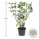 Cornus alba 'Kesselringii' 50-60 cm 3,5L